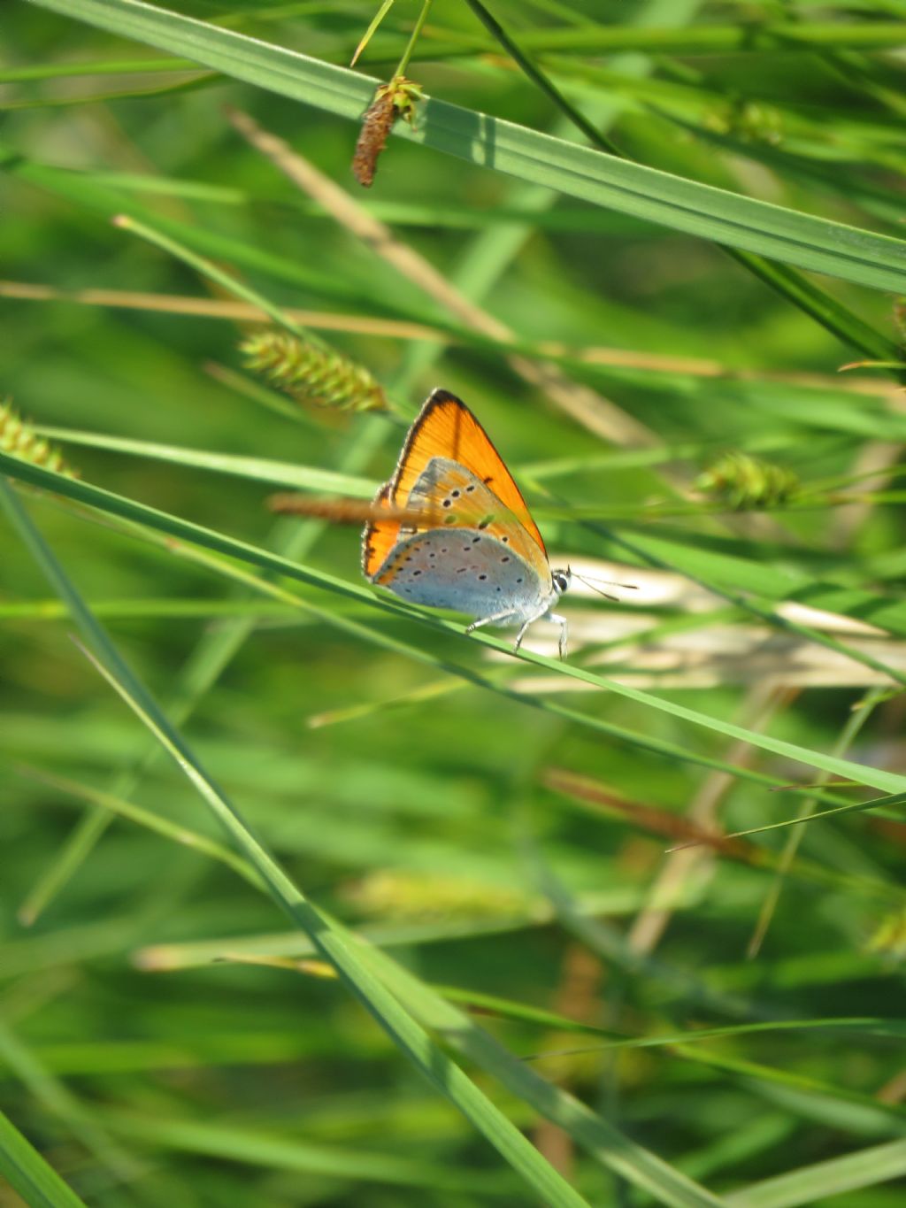 Foto farfalla - Lycaena dispar